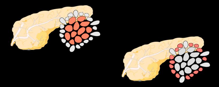 Alogliptine werkingsmechanisme DPP-4 GLP-1 GIP (active) GLP-1 GIP (inactive) Insulin Glucagon beta