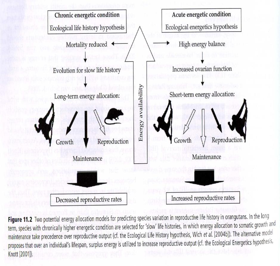 Er is waarschijnlijk een direct verband tussen de ovariële cyclus en de seksuele activiteit van een orang oetan vrouwtje (Graham, 1988; van Noordwijk en van Schaik, 2002).