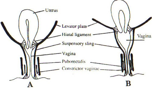 ventrale deel van de uretrale wand. Deze gestreepte spier is de meest belangrijke factor voor de sluiting van de urethra en dus het behoud van de urinaire continentie tijdens rust.