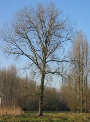 Het is een typisch gebruik van het Lokerse, dat echter volledig in onbruik geraakt. De nog aan-wezige hoekbomen in het landelijk gebied worden massaal gekapt en niet meer heraangeplant.