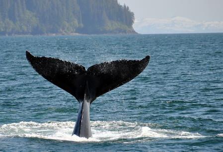 Columbia of Meares Glacier cruise duur: Columbia Glacier Cruise: 7 uur / Meares Glacier Cruise: 9 uur data Columbia Glacier: op aanvraag vertrek: vanuit Valdez inbegrepen: boottocht, lunch en warme