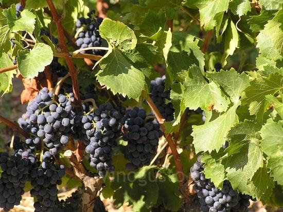 klimaat: mediterraan (semi-droog) - versterkte wijn (vin doux naturel) -
