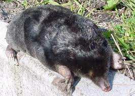 De mol (Talpa europaea) is een ondergronds levend zoogdier uit de familie der mollen (Talpidae).