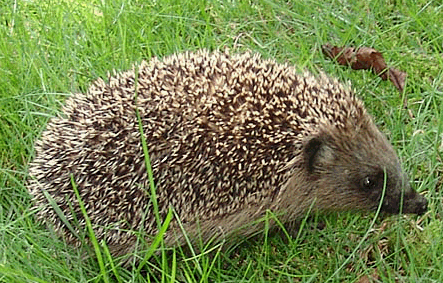 De mol heeft kleine, slecht ontwikkelde ogen met een diameter van slechts één millimeter; hij is echter niet blind.