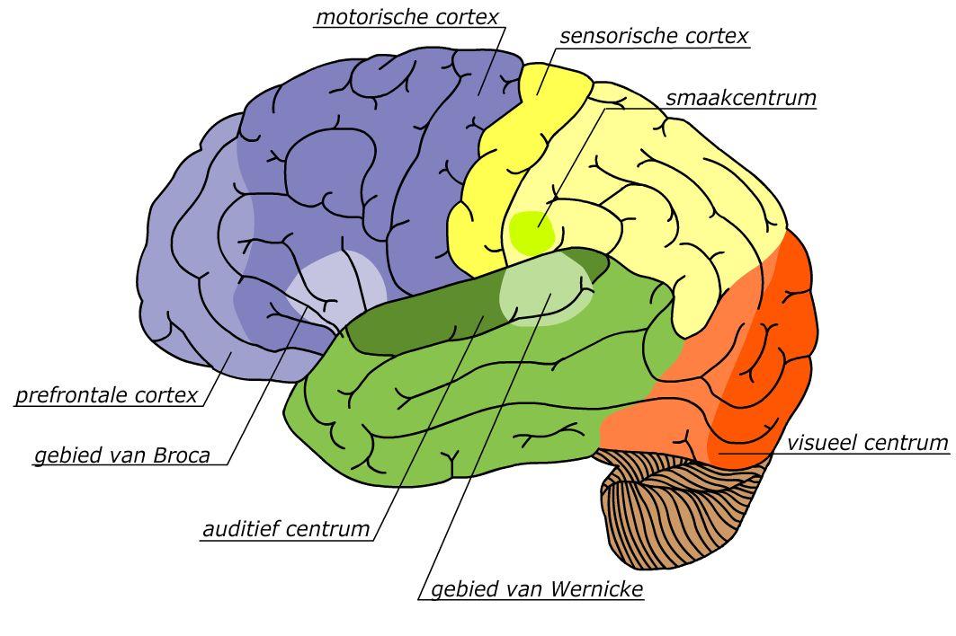 Figuur B1.4: verschillende gebieden in de cortex De primaire motorische cortex bestaat uit afzonderlijke gebieden die ieder verbonden zijn met een bepaald deel van het lichaam. Hoe we dat weten?