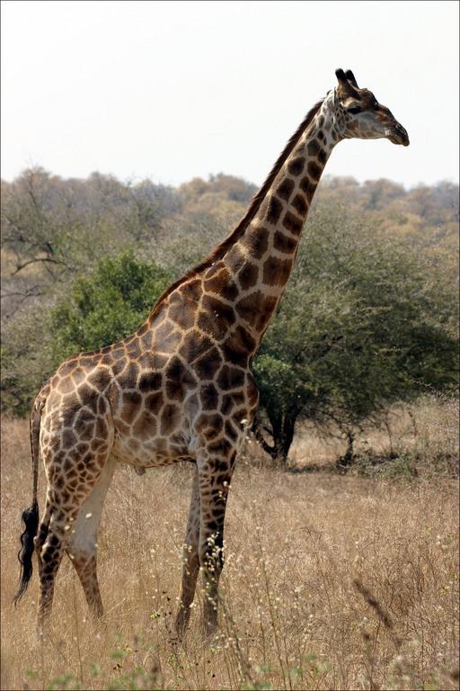 Naam: _ DE GIRAFFE Hoe ziet de giraffe eruit? Het eerste wat opvalt aan de giraffe is zijn lange nek. Deze heeft hij om bij de bovenste blaadjes van de bomen te kunnen komen.