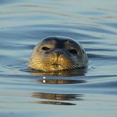 S Hertogenbosch Heusden Biesbosch : 35 Km - 1 Sluis Biesbosch : Het nationaal park Biesbosch is een zoetwatergetijdengebied met kronkelende waterwegen, moerasachtige weidelandschappen en een