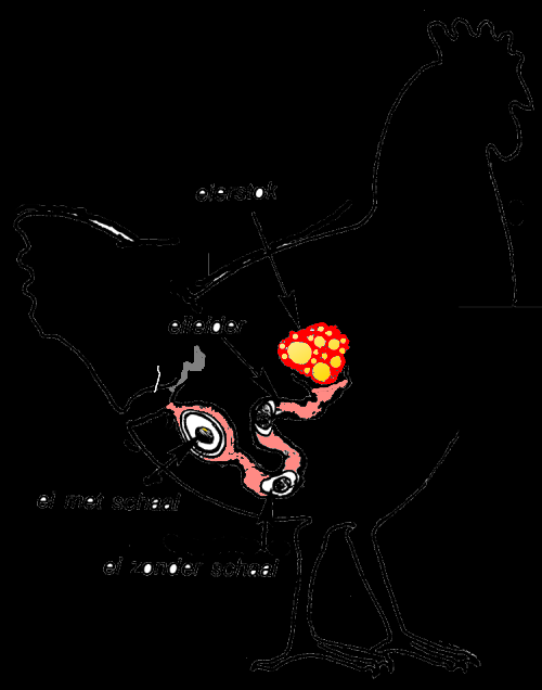 4. HET EI A. Ontstaan: Een ei wordt gevormd in de geslachtsorganen van de hen. Deze organen bestaan uit twee delen: de eierstok en de eileider.