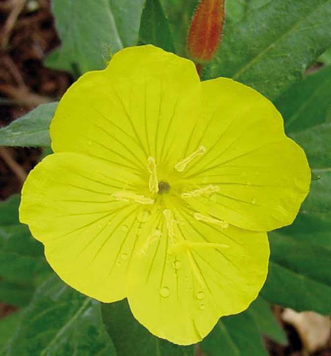 De teunisbloem is een langslaper Albert Vandijck De teunisbloem is een buitenbeentje.