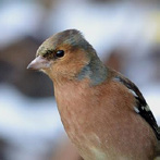 Vink Merel Bijvoederen: onder meer gemengd zaad, zonnebloempitten. Liefst op de grond voederen. Bijvoederen: keukenafval, fruit (appels), maar lust ook zaden (zonnepitten).