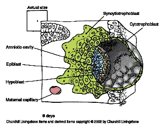 Embrylgie 2/8 Aantal en duur variumcyclus Indeling variumcyclus 4 fasen/variële cyclus An-estrus = rustperide tss 2 cyclussen Pr-estrus Oestrus = brnst = peride rnd vulatie henstig, tchtig, berig,