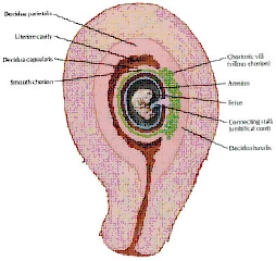 Embrylgie 4/8 Vrming placenta Fetale kant = pars fetalis placentae Uitstulpigen van chrin = chriale vlkken / villi Start thv embrynale pl Over ganse chrin verspreiden: chrin diffusum Regressie