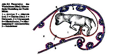 Embrylgie 6/8 Embrynaal/maternaal weefsel 1) Placenta epitheli-chrialis 2) Placenta syndesm-chrialis 3) Placenta endtheli-chrialis 4) Placenta haem-chrialis Placenta haem-endthelialis Verandering van