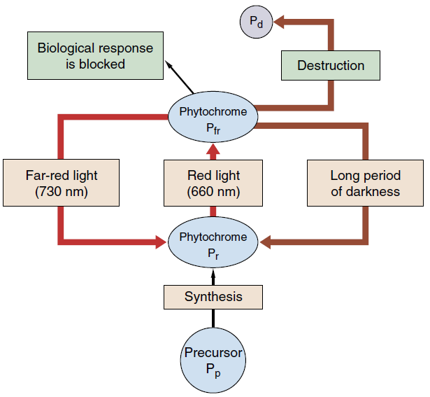 Fig. 8. Schema voor de dynamiek van de fytochroom-omzetting. Pr en Pfr (blauwe ovalen) geven de concentraties van beide vormen aan. Deze concentraties zijn afhankelijk van het lichtspectrum.