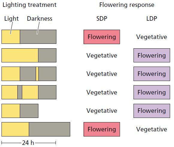 Ook kunnen bij een korte dag door een nachtonderbreking KD-planten toch vegetatief blijven en LD-planten toch gaan bloeien (Fig. 13).