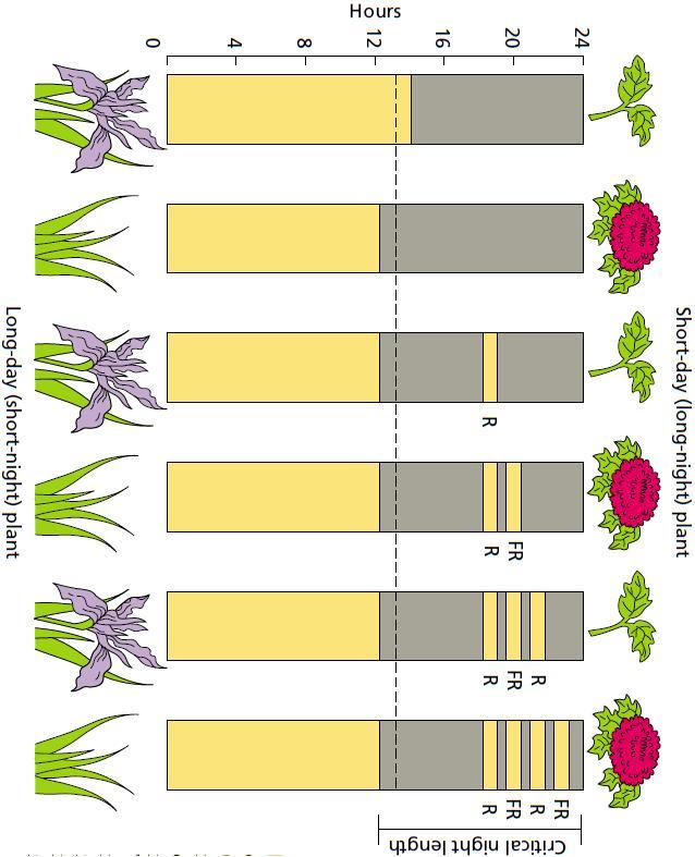 Ook bij korte dag planten remt actief fytochroom B mogelijk de bloei.