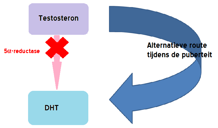 geslachtshormonen tijdens de puberteit. In welke mate deze hormonen veranderingen in het lichaam zullen teweegbrengen, blijft onvoorspelbaar.