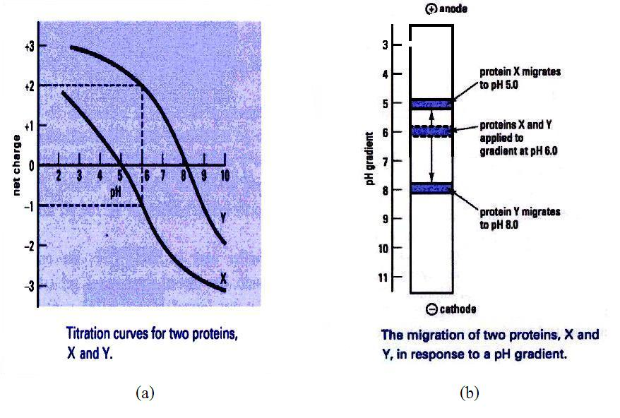Figuur 1.10: Voorbeeld van Isoelectric Focusing [9] veel krachtigere scheidingstechniek die het mengsel scheidt op basis van twee verschillende eigenschappen.