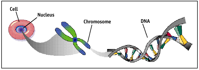 DNA,