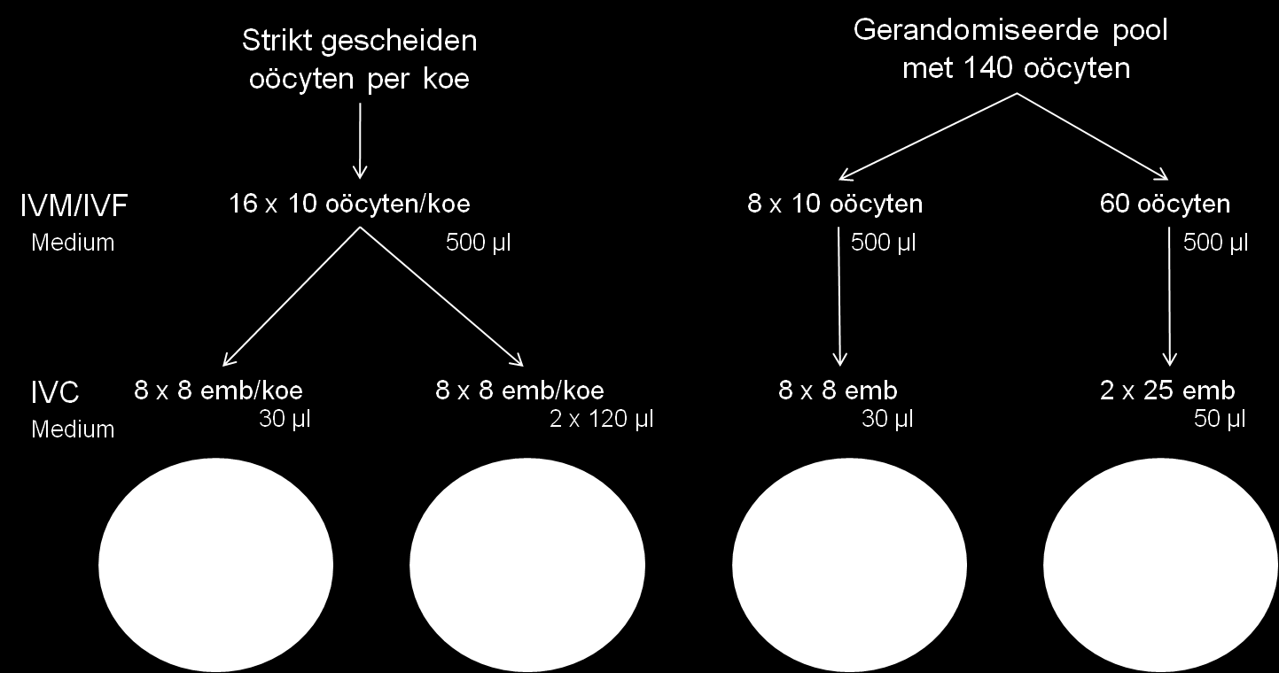 Met andere woorden, tijdens de IVC werden er vier groepen gevormd (figuur 3): 1) individuele koe in druppels, 2) individuele koeien in de Corral dish, 3) kleine groepen met gerandomiseerde embryo s,