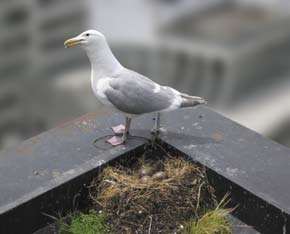 Meeuwen in Leiden Nestplekken De mantel- en de zilvermeeuw zijn kolonievogels. In het duingebied lagen de nesten vlakbij elkaar.