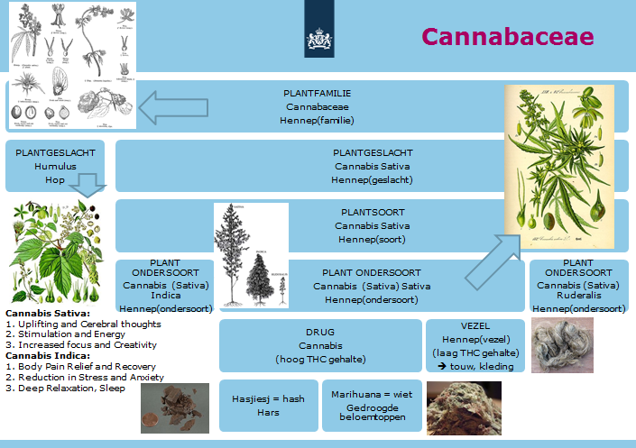 Figuur 2 Producten van de plantfamilie Cannabaceae Figuur 2 illustreert het onderscheid tussen de verschillende relevante cannabis producten.