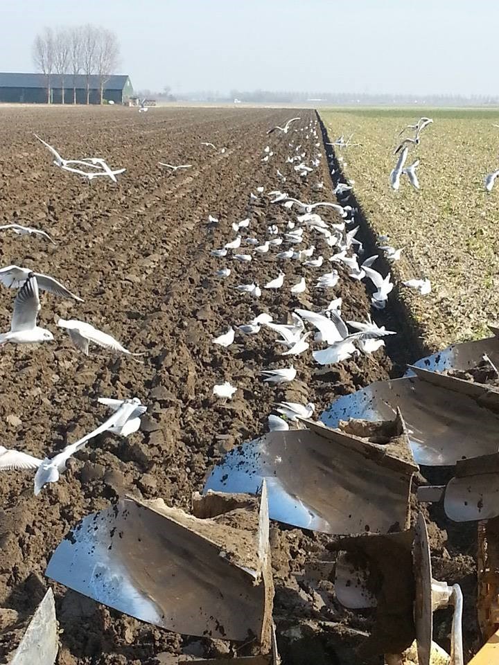 de prijs op korte termijn een dalende tendens gaat vertonen. De baalprijs is fors gezakt en dit leidt ertoe dat ook aan de boer minder wordt betaald.