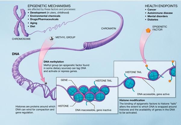 Epigenetica - Voeding Genen aan/uit sturen Omgevingsfactoren