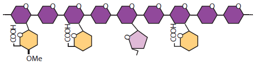 hoofdketens worden in figuur 5, 6 en 7 afgebeeld. De legende van de monosacchariden staat gegeven in tabel 2.