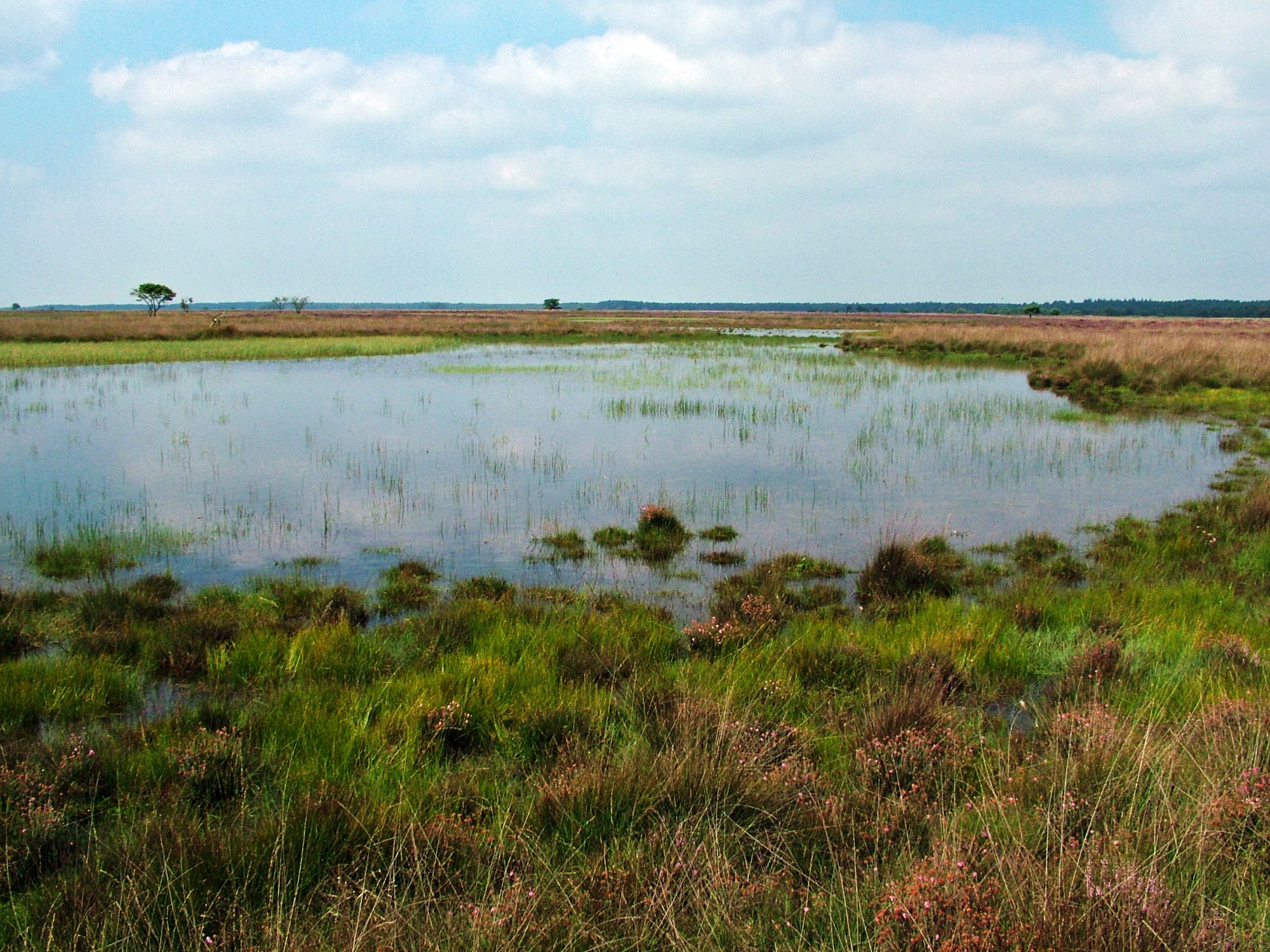 PAS Gebiedsanalyse Dwingelderveld ()