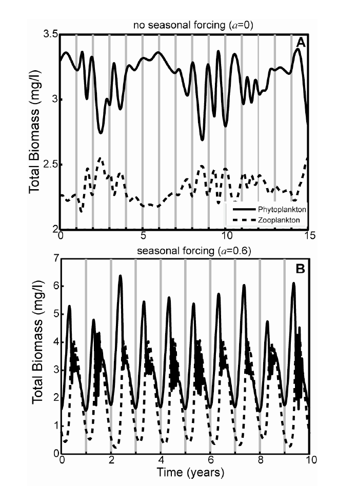 Modelresultaten met en zonder seizoensvariatie Zonder seizoensvariatie fluctueert totale biomassa onregelmatig.