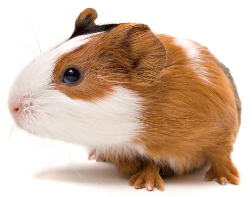 5. LEUKE WEETJES Cavia s wrden k wel Guinese biggetjes genemd. Maar ze kmen niet uit Guinee en het zijn zeker geen varkens!