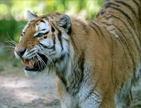 Sushi en beer? De Siberische tijger verschijnt regelmatig op de stranden langs de Japanse Zee. Daar heeft hij het gemunt op herten die zout likken en eten van aangespoeld zeewier.