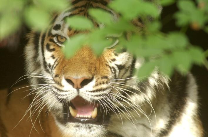 WIST JE DAT... een volwassen Siberische tijger als hij veel honger heeft wel 40 kilo vlees in één maaltijd naar binnen kan werken?... 90% van de tijger zijn pogingen om een prooi te vangen mislukt?