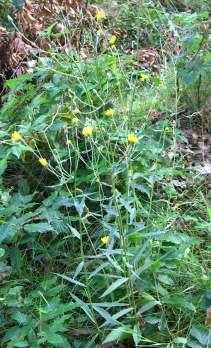 (10 cm hoog) Biggenkruid (Hypochaeris radicata) Glimmend vettig weinig ingesneden blad in grondrozet, die zich platdrukt.