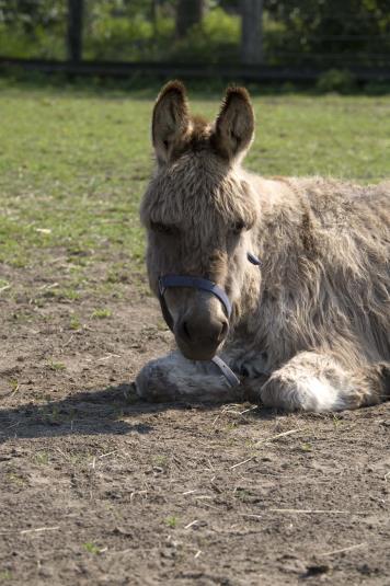 HELP DE OPVANGCENTRA Meter- en peterschap