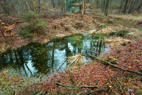 77 Invloed op flora Chemical variables for the study site Het Zand: Topsoil.