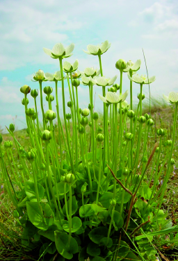 Er heerst eigenlijk een soort van woestijnklimaat in het klein. Daar kunnen veel planten niet tegen.