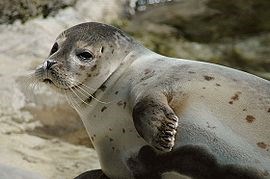 3.4.3 H1365 - Gewone zeehond (behoud omvang en kwaliteit leefgebied) (foto door: Marcel Burkhard) De gewone zeehond is in tegenstelling tot de grijze zeehond nooit weggeweest uit de Waddenzee.