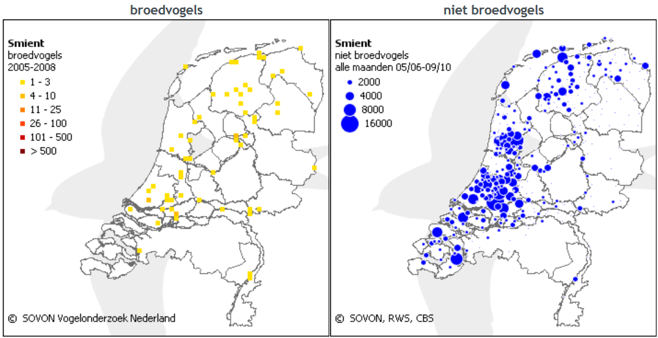 8 Smient (Anas penelope) 8.1 Algemeen De Smient veroorzaakt in Overijssel jaarlijks een aanzienlijke schade. De schade kan oplopen tot meer dan 2.000,= per schademelding. 8.2 Voorkomen Ruim 40% van de Noordwest-Europese populatie van de Smient overwintert in Nederland.