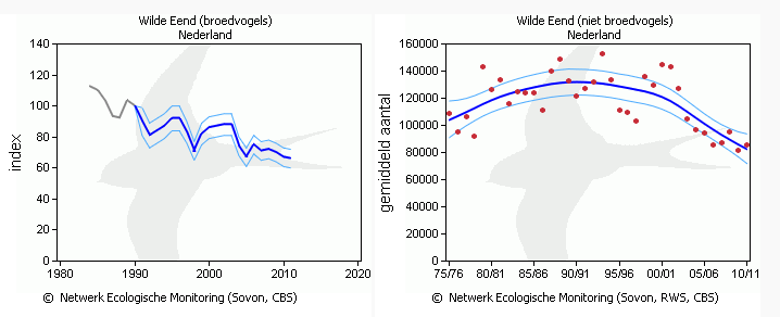 3 Aantalsontwikkeling van de Wilde eend als broedvogel en in de winter in Nederland (bron: Sovon.nl) 10.3 Provinciaal beleid 10.3.1 Provinciale vrijstelling De provincie heeft de Wilde eend op de provinciale vrijstellingenlijst geplaatst.