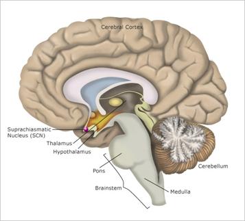 Invloed biologische klok -