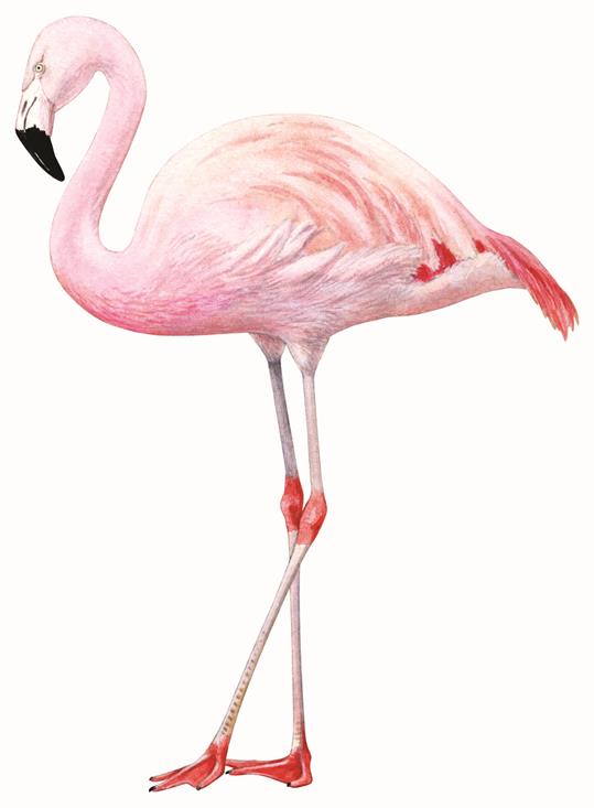 Caribische flamingo (Cubaanse/