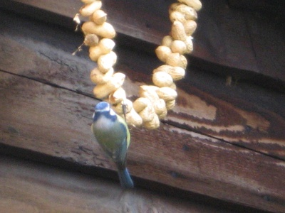 Ook bij de Dolfijnen was het lente met het zelf zagen en timmeren van vogelhuisjes. Wie heeft zijn kastje opgehangen en had er jonge vogels in?