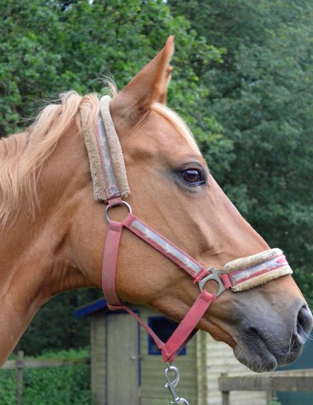 J A A R G A N G 1, N R. 3 P A G I N A 3 Geslaagd!! Op 18 juni heeft Esmée haar diploma voor instructrice behaald!