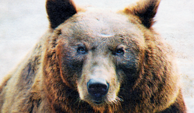 Tekst 16 Une ourse pour les Pyrénées 5 10 15 20 On l appelle Palouma. C est le nom d une ourse qui est arrivée l an dernier dans les Pyrénées, où il reste aujourd hui très peu d ours.