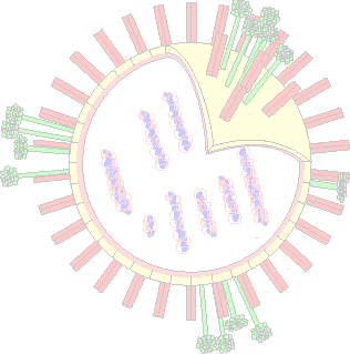 Inhoud Influenza Epidemiologie - verspreiding Ziektebeeld Klassieke uitbraken