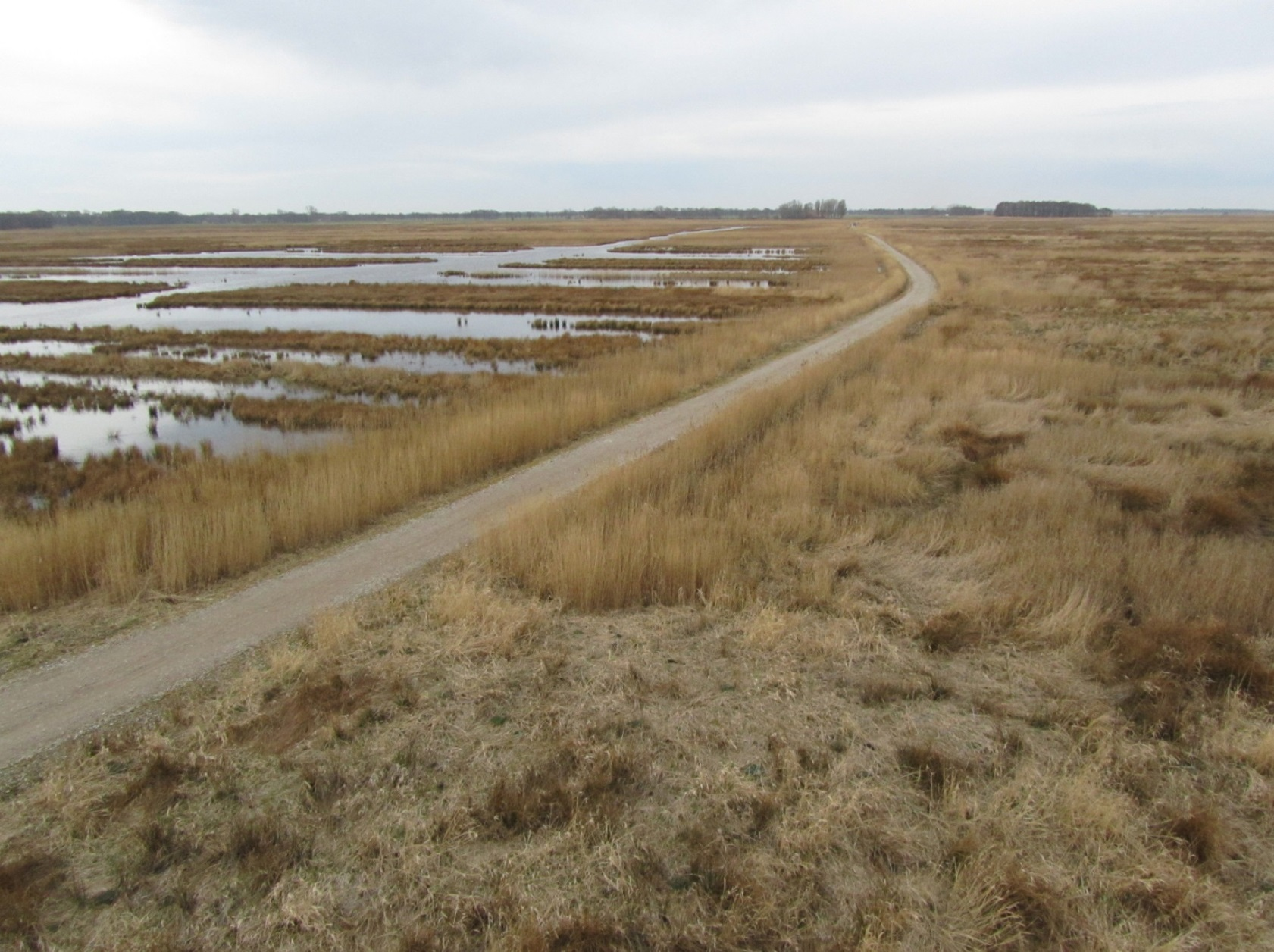 Literatuur: Blanc, J.-F., Sternalski, A., Bretagnolle, V. (2013) Plumage variability in Marsh Harriers. British Birds 106, 145-158. Boekel, W.H.M. van (2013) Reducing shrew mortality in Longworth live-traps.