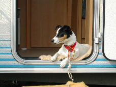 Foute beloning. Een beloning is fout als de hond er wel iets aan heeft, maar het niet associeert met het gedrag of de beweging die we wensen.