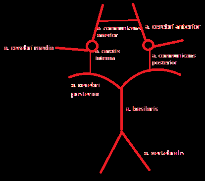 oorzaak van blijvende neurologische uitvalsverschijnselen o belangrijkste doodsoorzaak na hartziekten en kanker o incidentie ong 150 200/100.